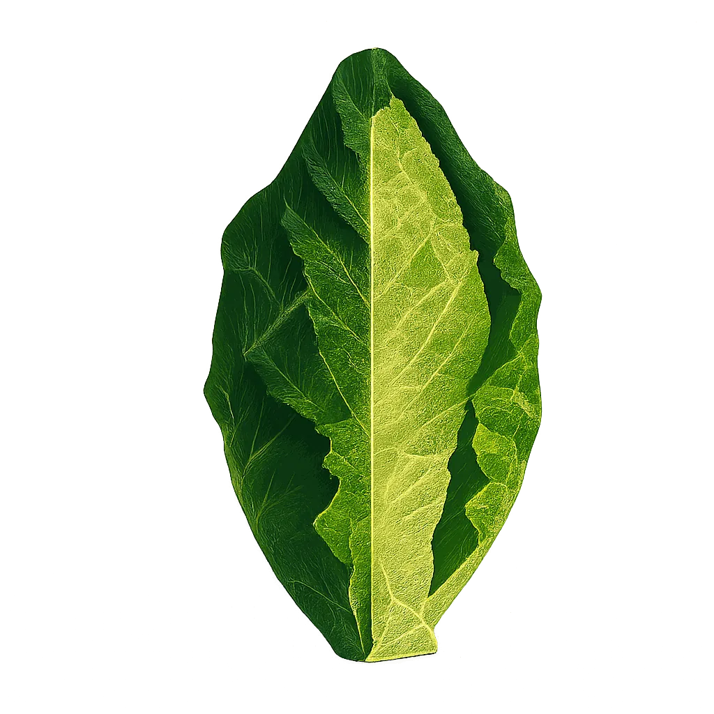 Hispi cabbage